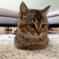 お手手ないないしている猫