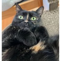 室内にいる猫