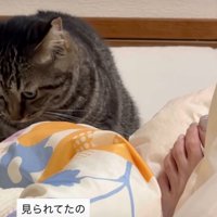 顔を背ける猫