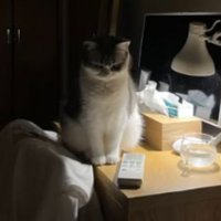 暗い部屋にいる猫