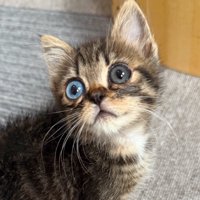 オッドアイの子猫