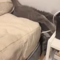 ベッドの隙間から抜け出せない猫