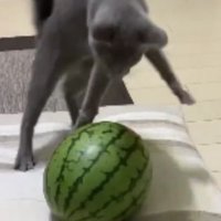 猫とスイカ