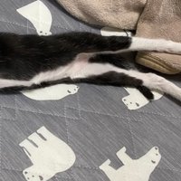 子猫の体