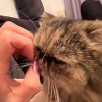 ネイルを近くで見つめる猫