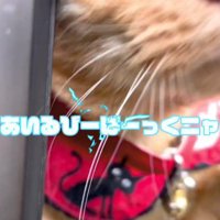 ドアから顔を出す猫