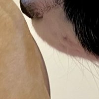 猫の鼻先のアップ