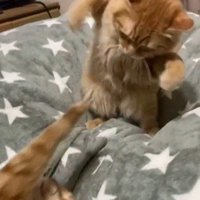 両手で攻撃をしようとする子猫