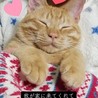目を閉じる猫