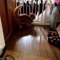 家に入ってきた女性を見つめる猫