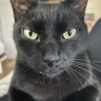 カメラ目線の猫