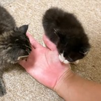 人の手に寄ってくる子猫