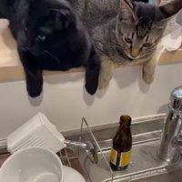 一緒に料理を眺める猫
