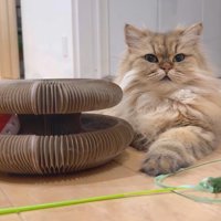 オモチャとリソラちゃん