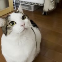 猫ちゃんのアップ画像（右端にしゃがみ込んだママさんの腰）