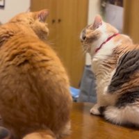 距離を取って見つめ合う2頭の猫