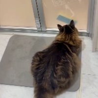 お風呂のドアの前にいる猫