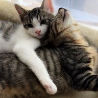 抱き着く猫