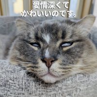 猫用ベッドで寝るサイベリアン