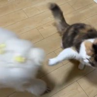 犬をパンチで追い払う猫
