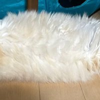 寝る猫