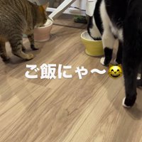自動給餌器から出てきたごはんを食べる2匹の猫