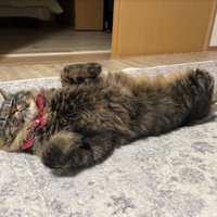 横になる猫