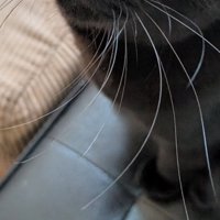 黒猫の足元