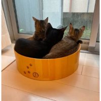 室内にいる猫