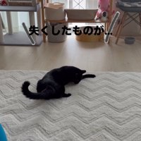 寝そべって下を見る猫