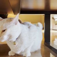 テーブルの下
