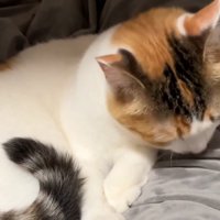 毛布を舐める猫