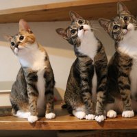 首を傾けて目の前を通ったものを見つめる3匹の猫