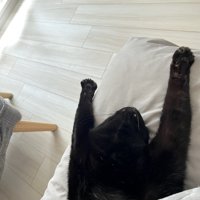 寝る猫