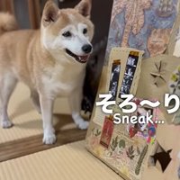 そろりと出ていく空ちゃん