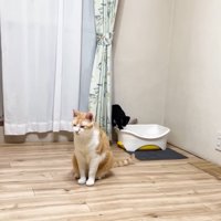 黒い子猫（お部屋の隅にあるトイレに乗っている様子）