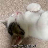 近づいても起きない子猫