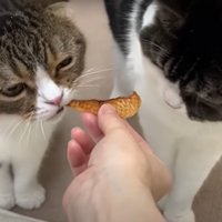 おやつを食べる猫