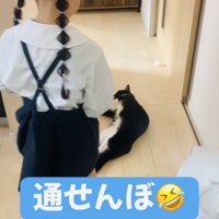 娘さんを通せんぼするハチワレ猫