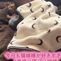 「今日も猫姉様が...」のテロップ写真4