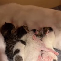 おっぱいを飲んでいる生まれたての子猫4匹