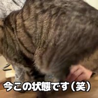 とーちゃんの腕に頭突きする百太さん