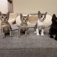 並んで座る子猫たち