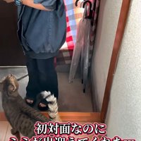 寄る猫