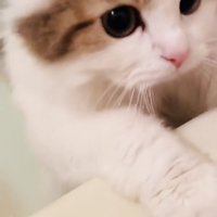 バスタブに両手をついて入浴中の飼い主さんを見るミヌエット