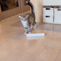 キッチンペーパーの芯の後ろにいる子猫