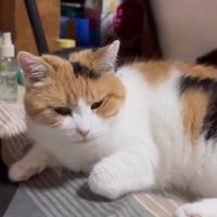 くつろぐ猫