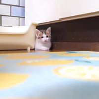 隙間に挟まるハートくん(遠くから)