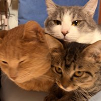 ぎゅうぎゅうに詰まっている3匹の猫の顔のアップ