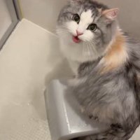 風呂でお尻を洗われて抗議して鳴く猫